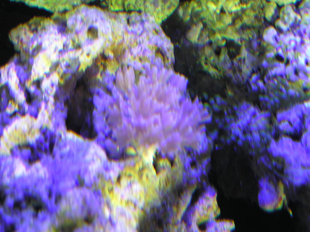 New frags