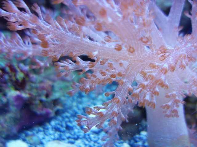 I wasn&#039;t too sure if I wanted a kenya tree when I started adding corals but when I saw this...