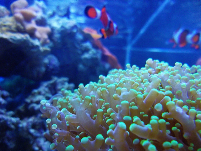 I took this shot of my frogspawn with my clownfish in the backround with the camera pointed up and...