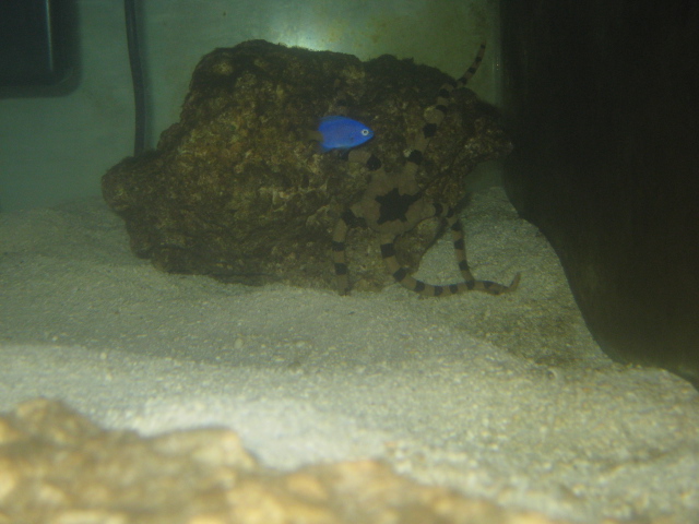 black banded sea or serpent star and yellw tail damsel