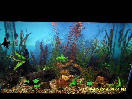 my tank before replacement with real plants