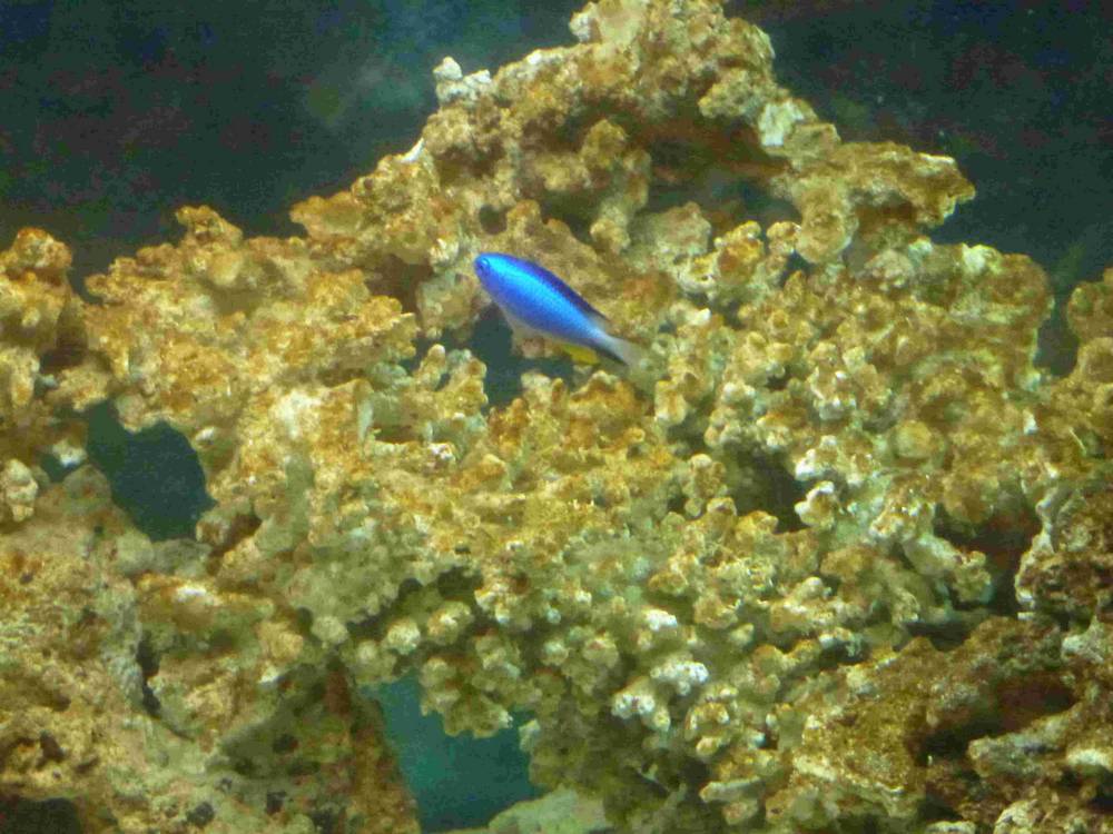 This was my first saltwater fish, his name is Blue