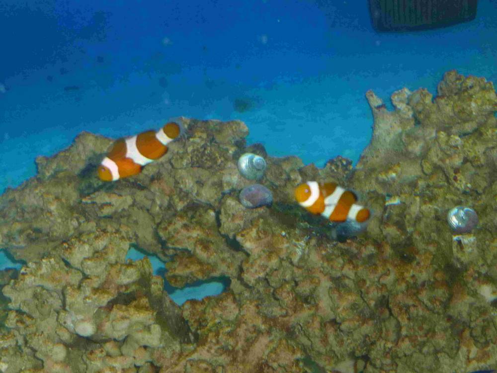 These 2 were the 2nd and 3rd fish added to my tank.  Their names are, of course, Nemo and Marlon....