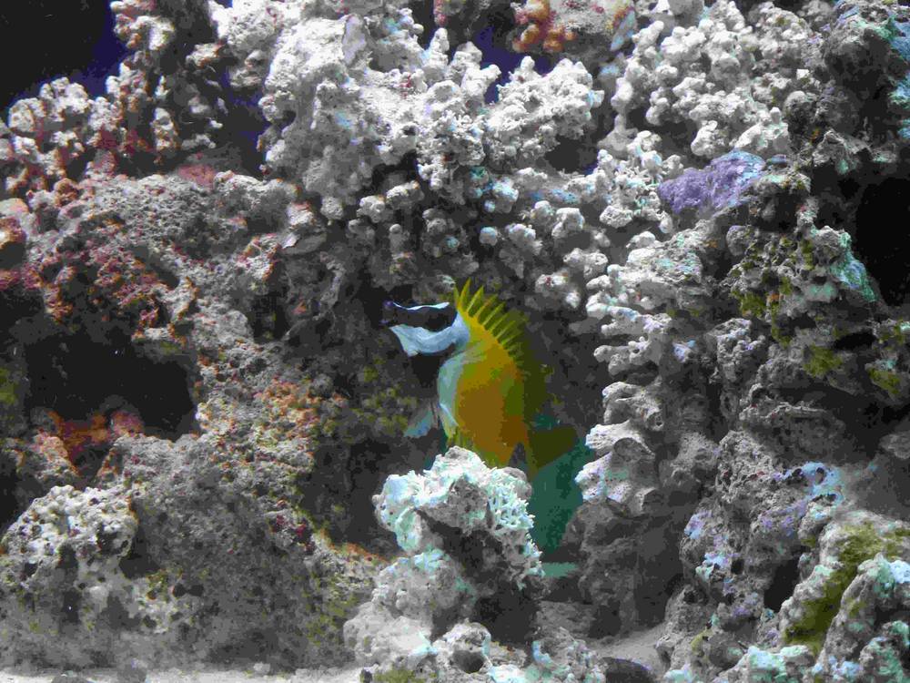This is the 4th fish added to my tank.  He is a Foxface Rabbitfish.  His name is Roger, named after...