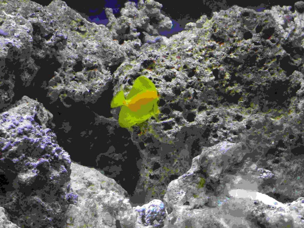This is the 6th fish added to my tank.  He is a Yellow Tang and his name is Bubbles.