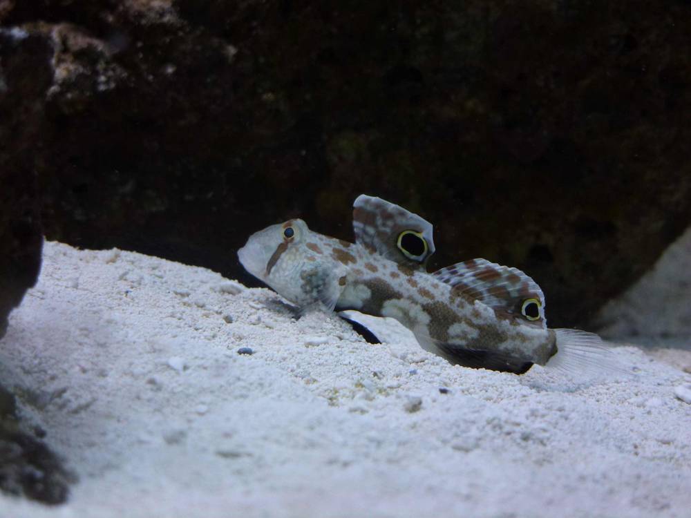 This is the 5th fish added to my tank.  He is a Twin Spot Goby and his name is simply Spot.