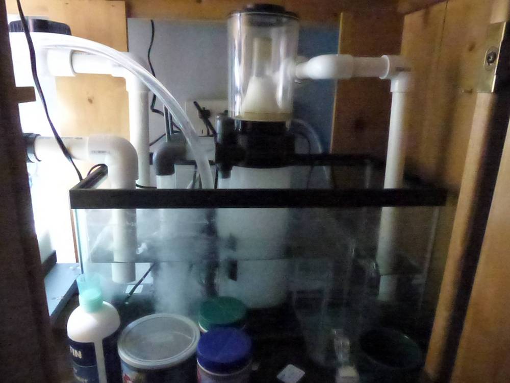 This is my 10 gallon Sump that houses the Protein Skimmer and return pump, it is plumbed separately...