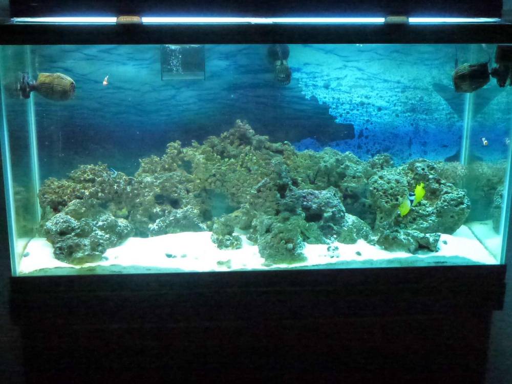 This is my 90 Gallon Aquarium.  It has been set up for about 6 months or so.  Currently set up as a...