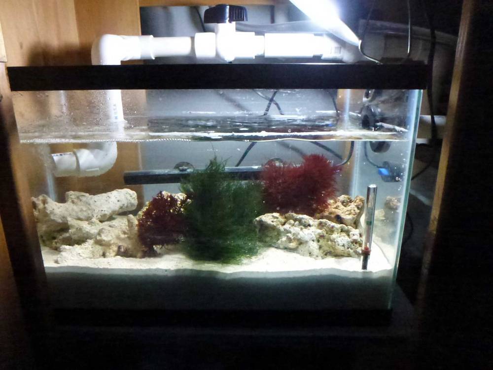 This is my 10 Gal Refugium, finally got it up and running just this week.  Wish I had drilled the...