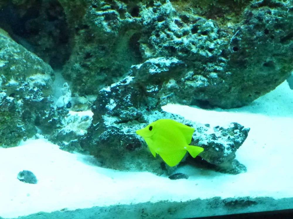 This is the 6th fish that was added to my tank.  He is a Yellow Tang and my wife named him Bubbles...