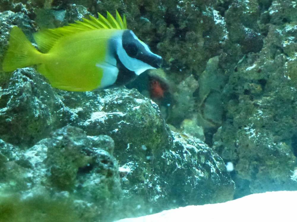 This is the 4th fish that was added to my tank.  He is a Foxface Rabbitfish.  His name is...