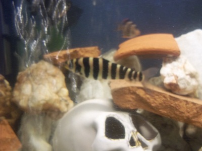 what kind of fish is this???