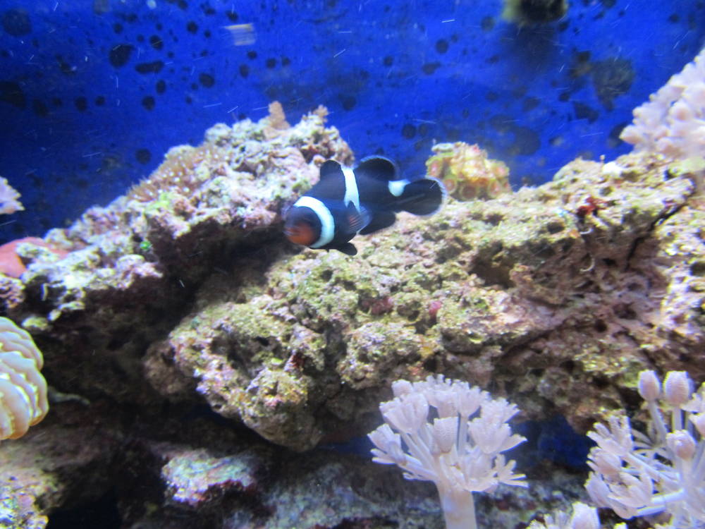 My 29 gallon reef tank