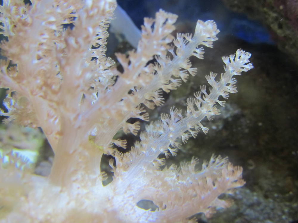 My 29 gallon reef tank