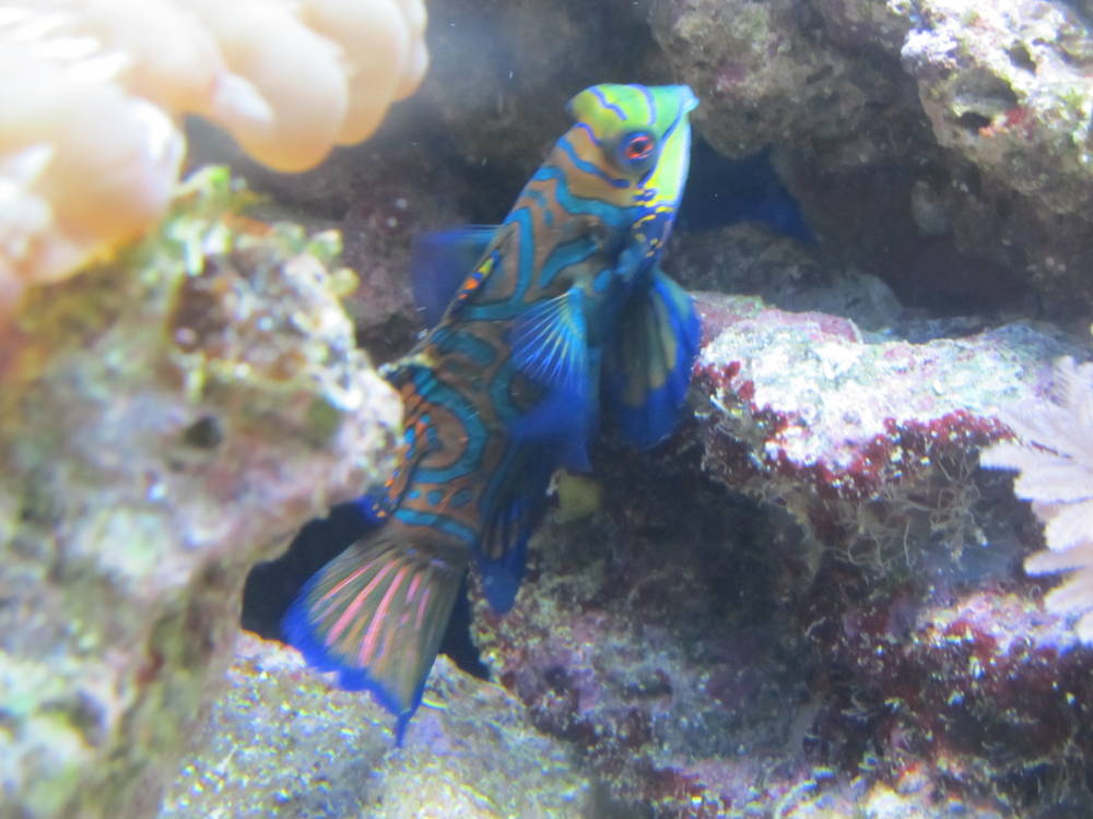 My 29 gallon reef tank