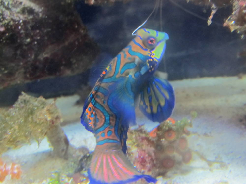 My 29 gallon reef tank