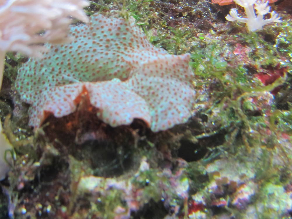 My 29 gallon reef tank