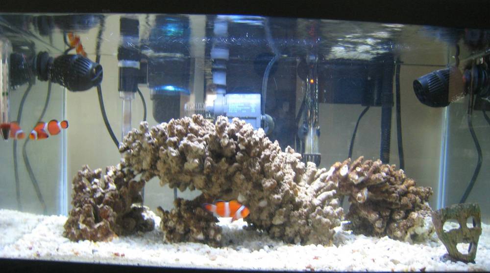 3 clownfish and some live rock