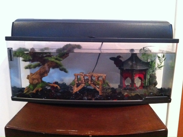 haha this is my 6 gal male crowntail betta tank.