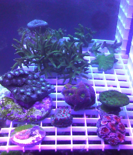 frag rack i built has a little of this n that