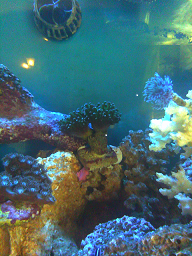 frogspawn