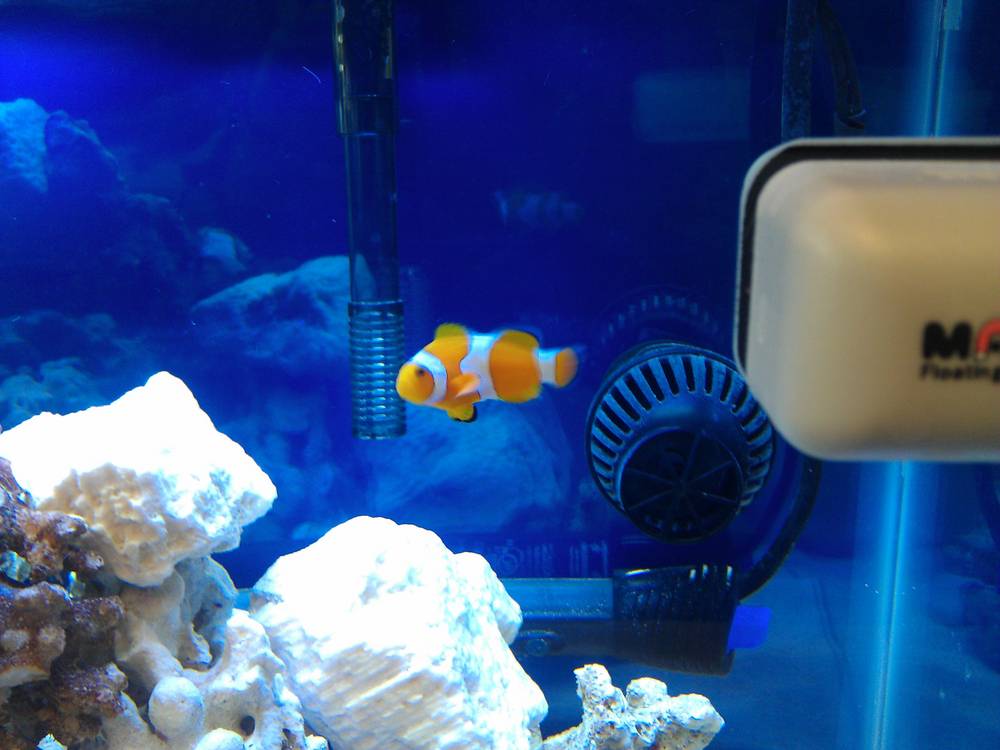 first clownfish
