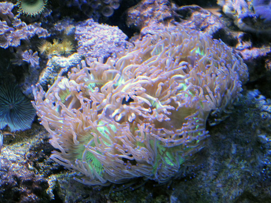 my all time favorite coral