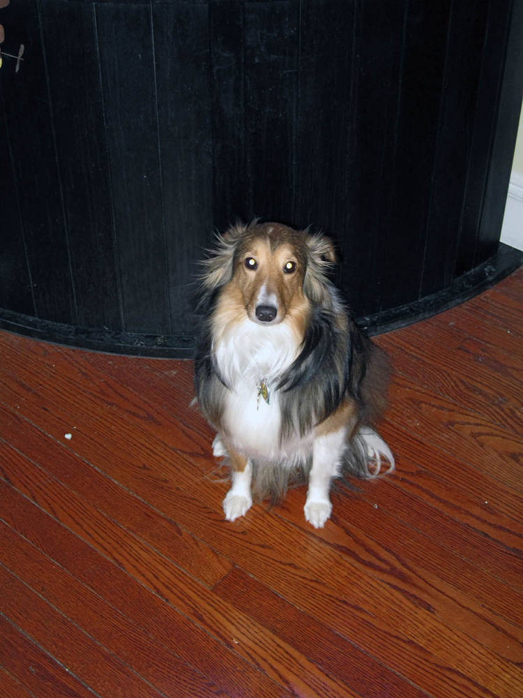 My Sheltie, Kacey
