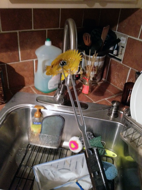 When you have to remove a fish becasue he likes the taste of your corals and you do not want to...
