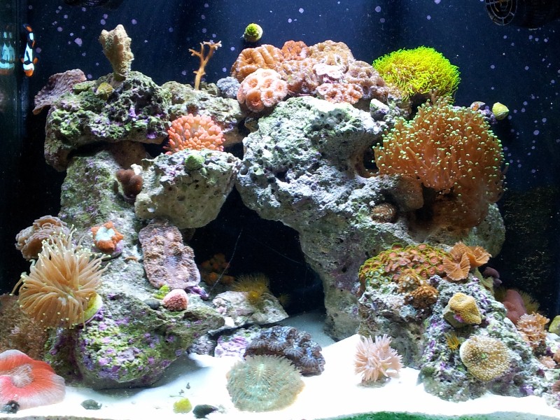 The tanks packed going to upgrade to a 120 asap