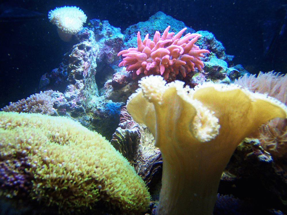 True rose anemone