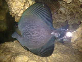 ZEBRASOMA ROSTRATUM BLACK TANG,RAER HYBRID