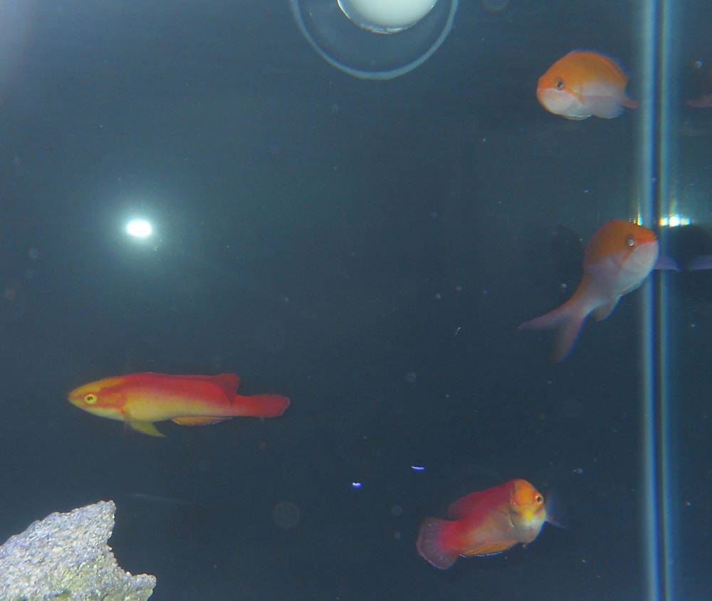 Hawaiian Flame Wrasse Pair with Anthias trying to get into the picture!