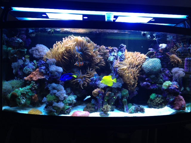 72 Gallon, Euroreef skimmer, Corallife 250watt MH and T5HO with LED lights, 30 Gallon Sump, Gen X...