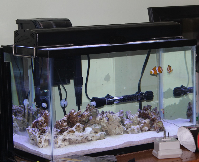 10 Gallon Saltwater Home Tank