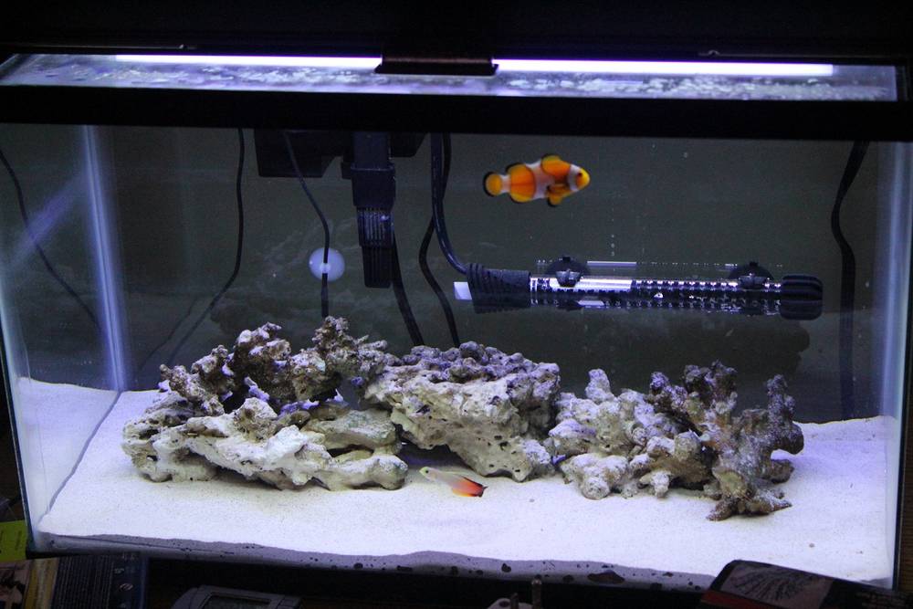 10 Gallon Saltwater Home Tank