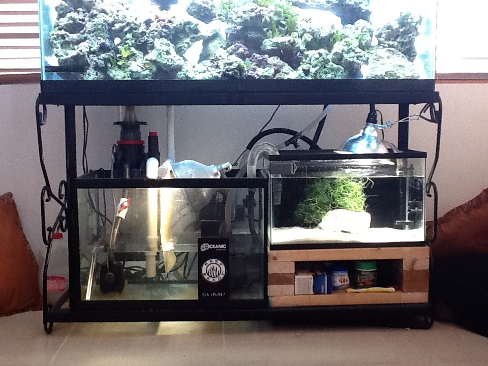 30 gallon sump fed from display tank by a vertical ATS.<br />
The return line from sump is...