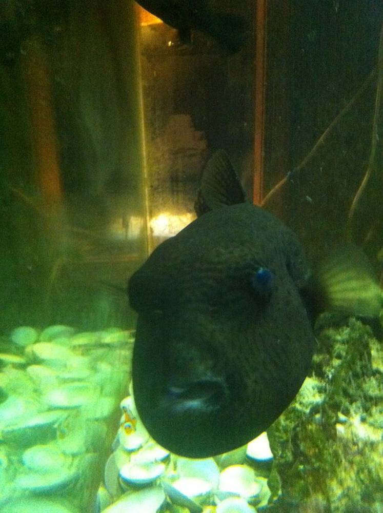Our 3 Year Old Mappas Puffer