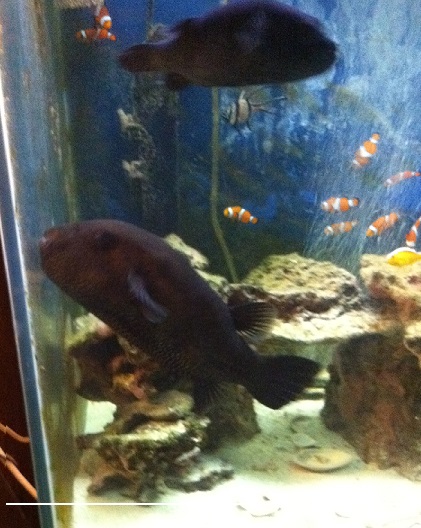 Mappas and Dogface Puffers