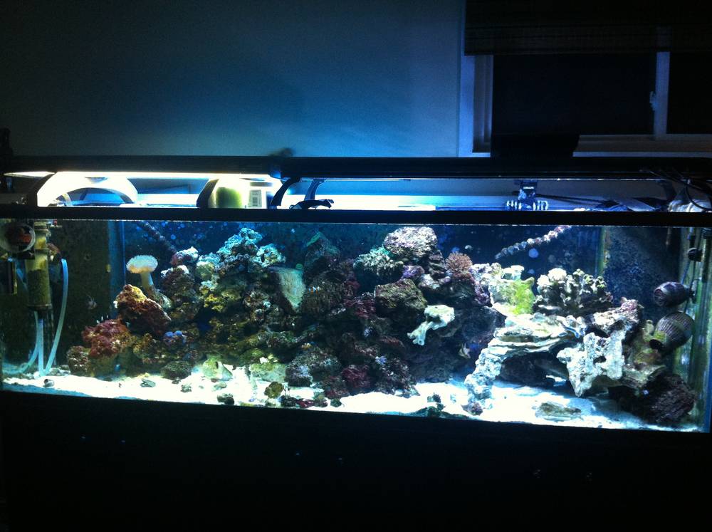 Fish/Reef 200LBS of live rock