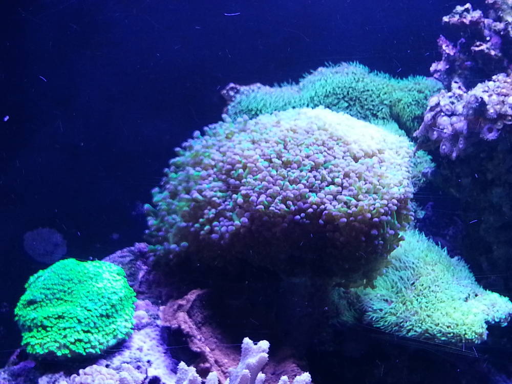 Swapped out a smaller Tsunami for this large Tsunami sump as I wanted my reactor inside the sump...