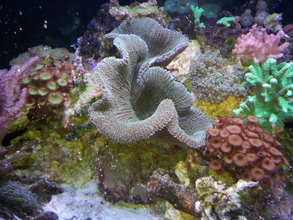 24&quot; in diameter