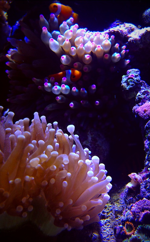 Clowns among corals and anemone