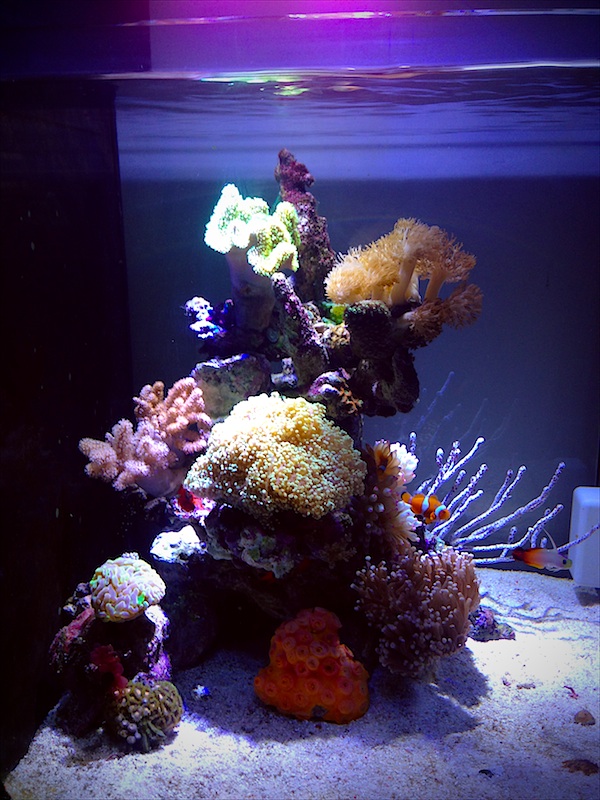 Miniature reef - coral design on live rock with limited fishes.