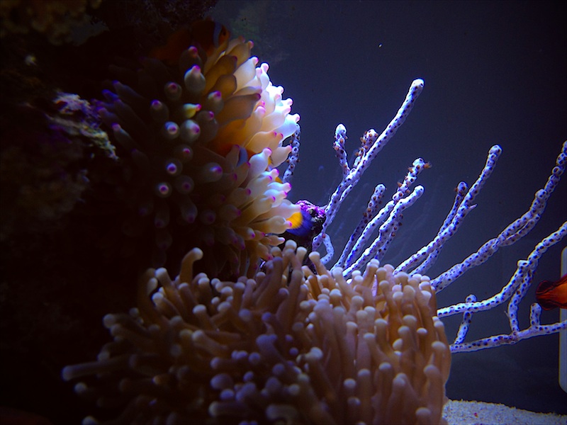 Torch coral and anemone with Gorgonian at the back.