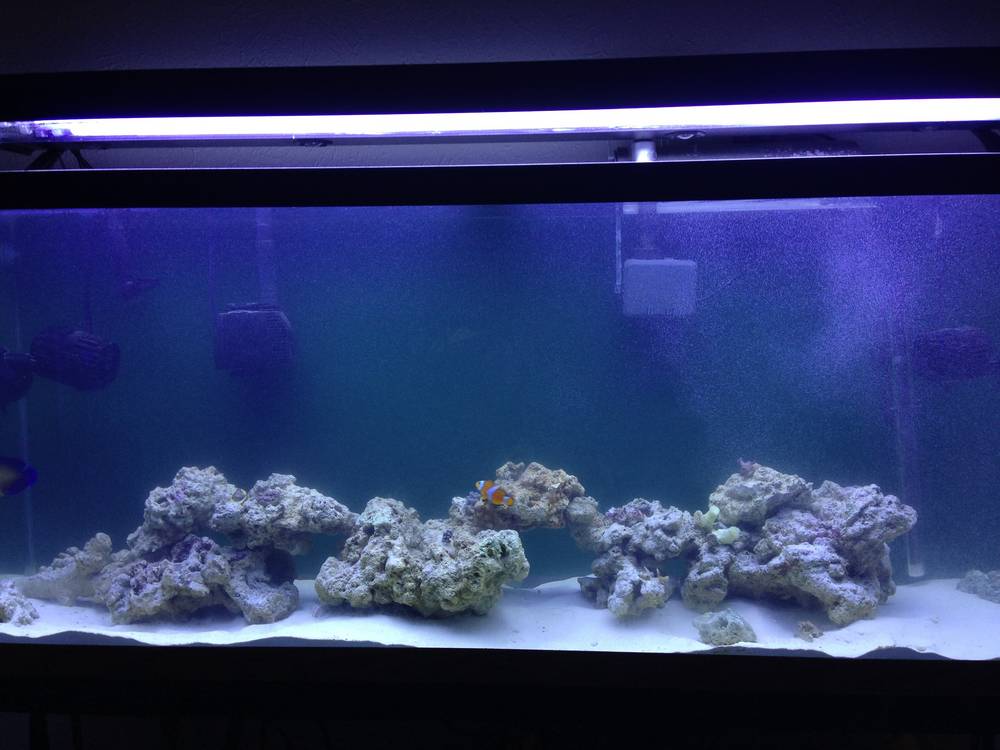 Corals won&#039;t open