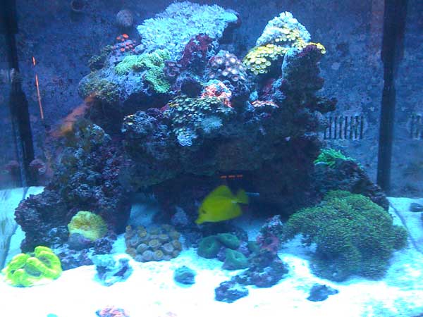 BioCube 29 Gallon Reef Tank