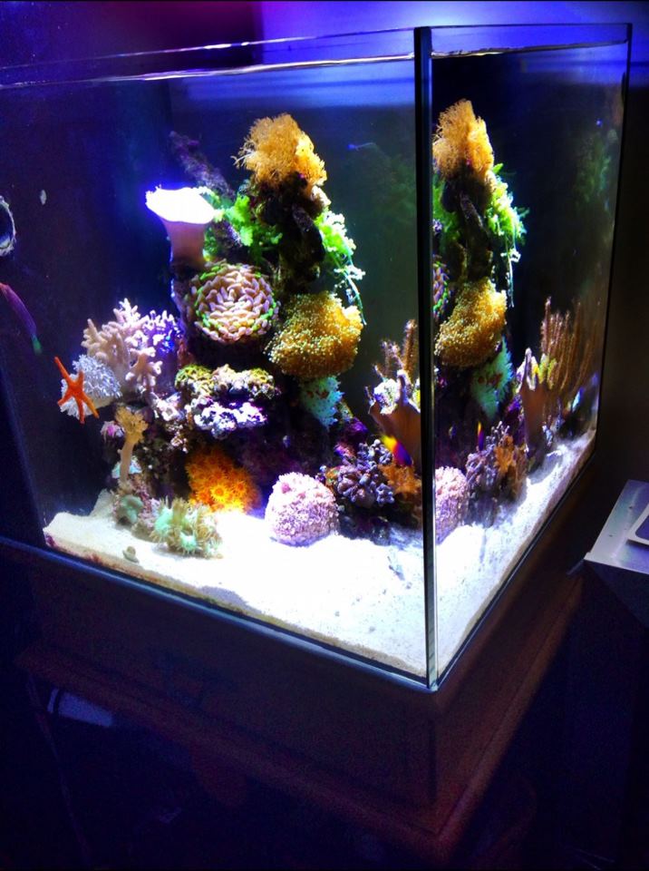 Colorful reef
