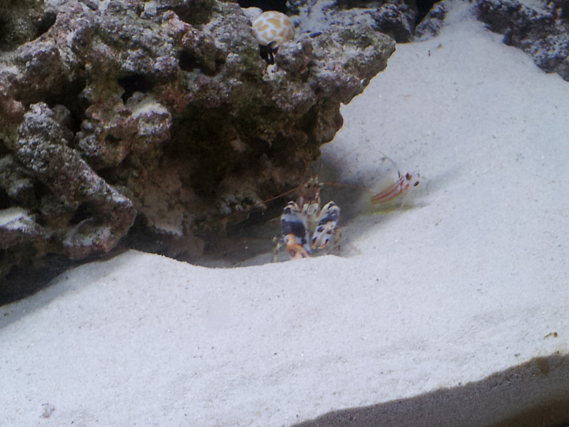 yasha goby/tiger pistol pair