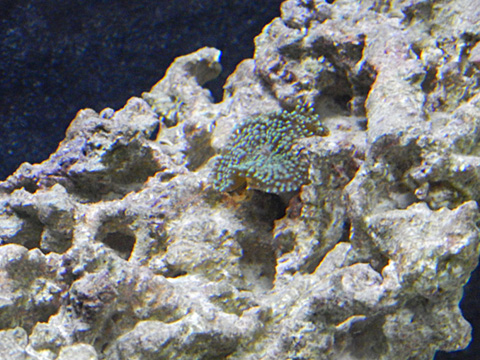 ricordea